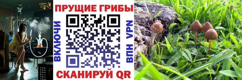 купить  сайты  Ефремов  Псилоцибиновые грибы Psilocybe 